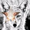 frenchcoyote